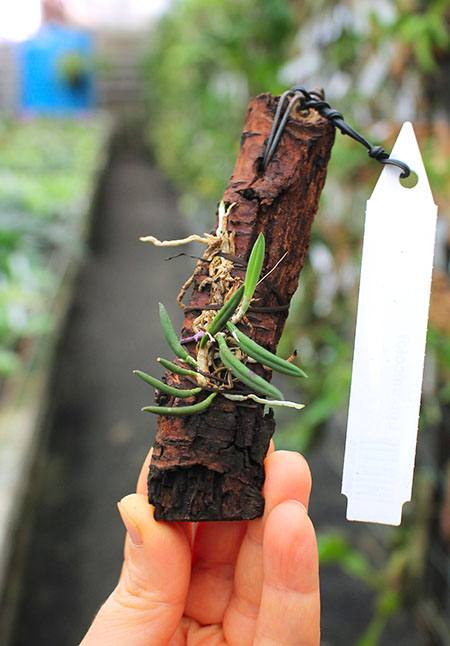 Leptotes unicolor.jpg