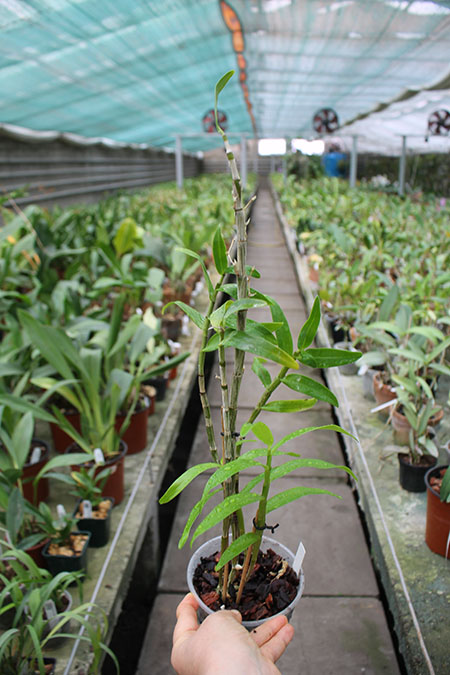 Dendrobium Cassiope.jpg