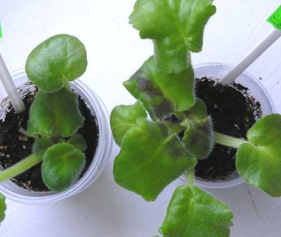 ЕК-Солнечный Мальчик, детки от одного листа. Похоже, вторая розеточка тоже затемнится