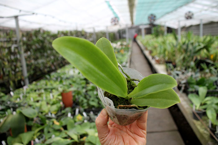 Phalaenopsis lueddemanniana coerulea.jpg