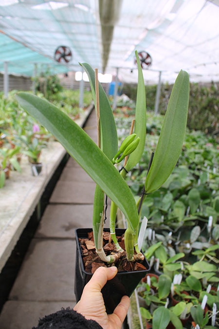 Cattleya labiata alba 'Otima' XXX x Cattleya labiata roxo bispo 'Urbano'.jpg