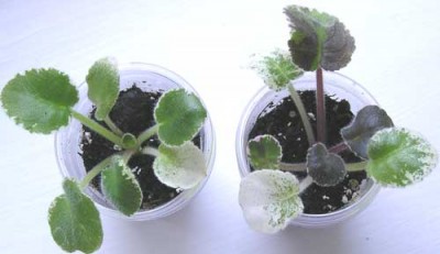 ЕК-Чистые Пруды, детки от одного листа. Очаговое затемнение листьев на одной из деток