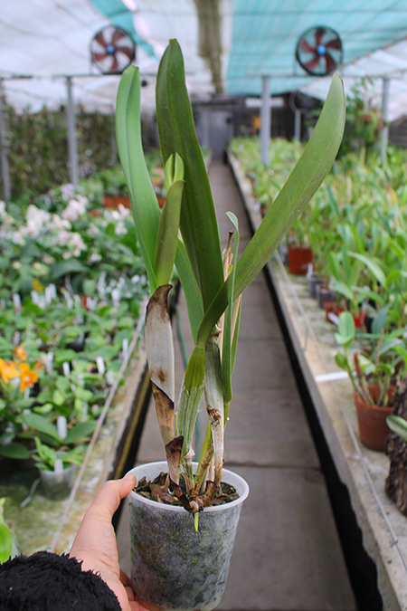 Laelia perinii semi alba.jpg