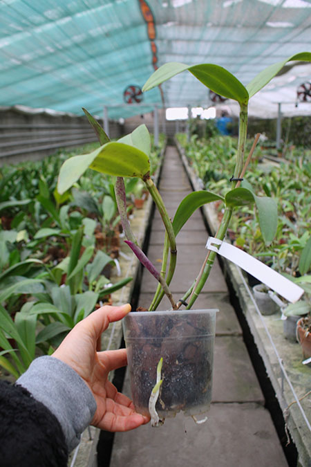 Cattleya amethystoglossa rubra 'Orchidglade'.jpg