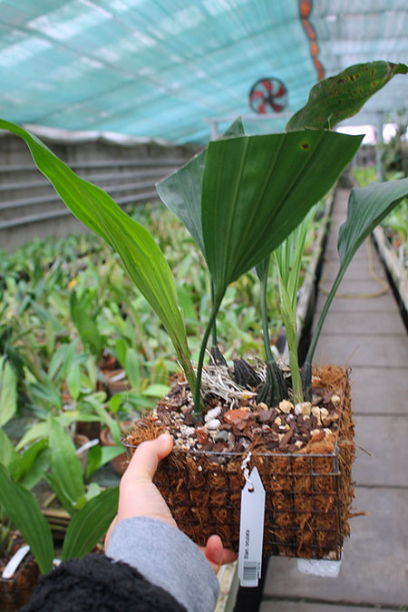 Stanhopea oculata.jpg