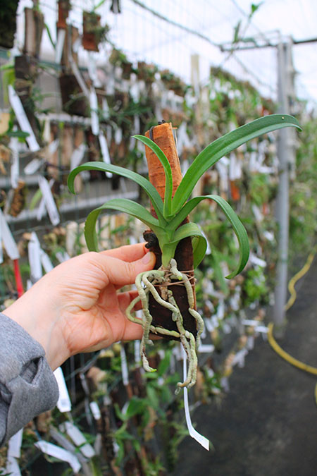 Sarcochilus hartmannii x Fitzhart.jpg