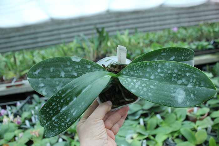 Phalaenopsis Tong Yi Yu Shiou.jpg