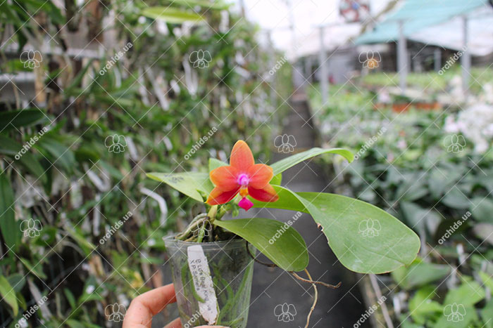 Phalaenopsis Ld's Bear King x Samera.jpg