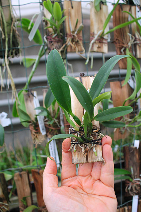 (Sophrocattleya Beaufort x Laeliocattleya Orglade’s Glow) 'Kewpie'.jpg