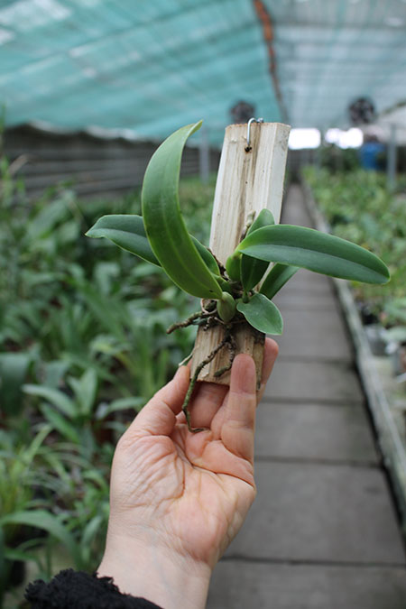 Laelia jongheana alba (Z-88) x Laelia jongheana suavissima.jpg