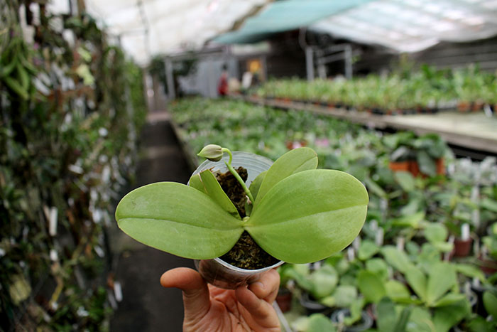 Phalaenopsis Yaphon The Hulk.jpg