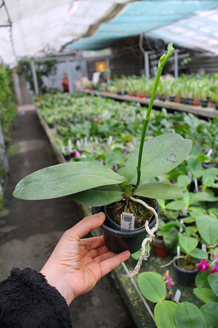 Phalaenopsis Mituo Diamond 'Big Spots'.jpg