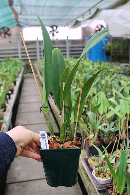 Brassolaeliocattleya Pastoral Innocence.jpg