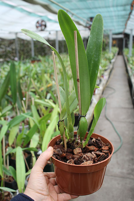Laelia crispa carnea 'Mignon' x self.jpg