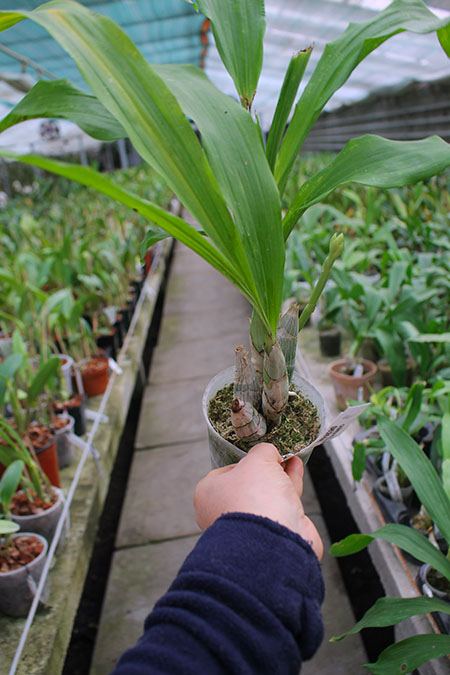 Catasetum (J Stivali x S Fuchs Viscoides) x pileatum orange.jpg