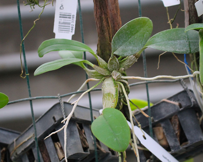 Dendrobium speciosum.jpg