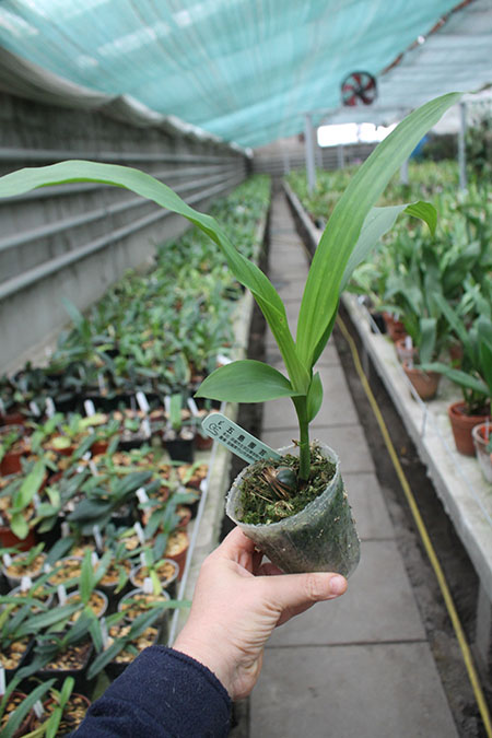 Lycaste Kamigamo ((Leo x Imshootiana) x Mem Kageyuki Mito 'Yellow Fantasy').jpg