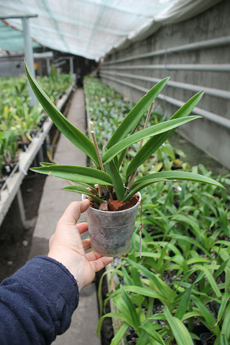 Brassanthe Maikai x Brassocattleya Star Ruby.jpg
