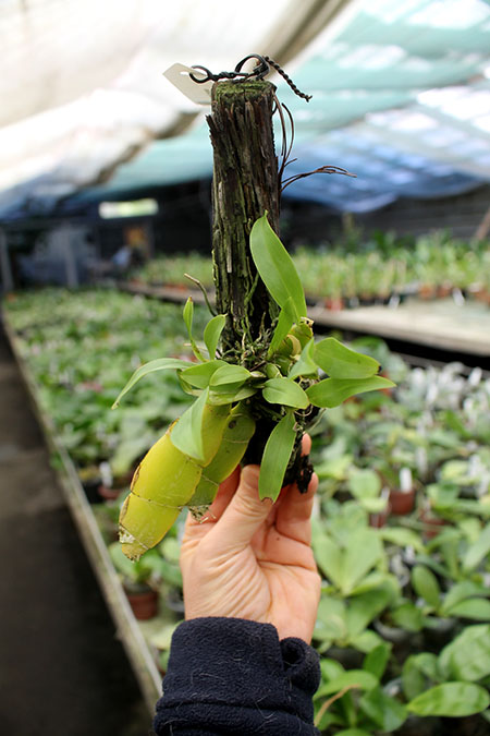 Dendrobium platycaulon.jpg