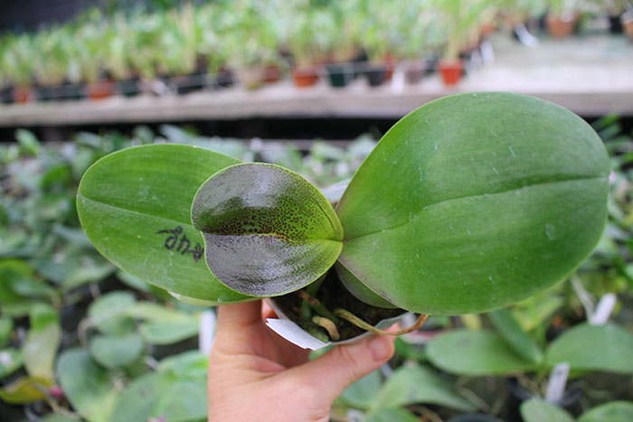 Phalaenopsis Mituo Sun 'Mituo#2' x Mituo King Bellina.jpg