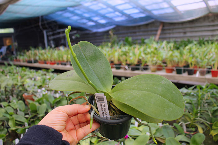 Phalaenopsis Mituo Sun 'Mituo#2' x Mituo King Bellina.jpg