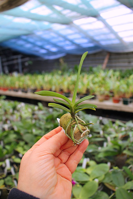 Neofinetia falcata Shoutenno x Renanthera citrina.jpg