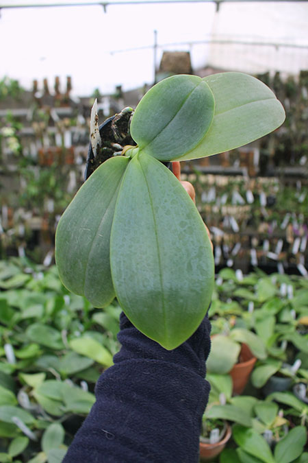 Phalaenopsis gigantea x Chang Yi 'Green Giant'.jpg