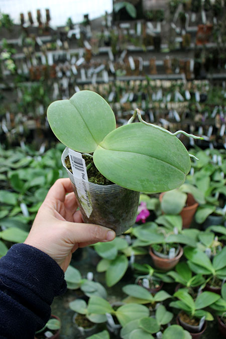 Phalaenopsis gigantea x Mituo Sun.jpg