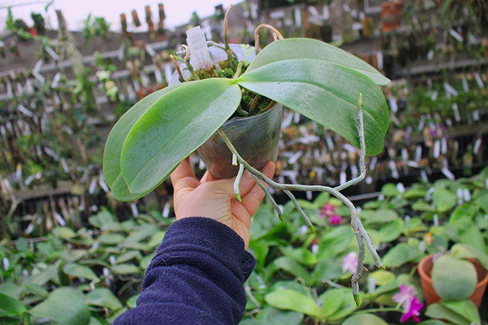 Phalaenopsis gigantea x Mituo Coral Mambonosa.jpg