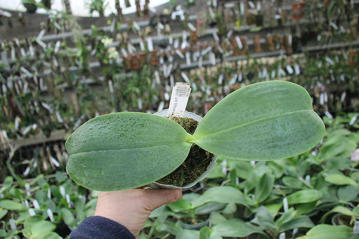 Phalaenopsis LD Giga King 'Mituo #1'.jpg