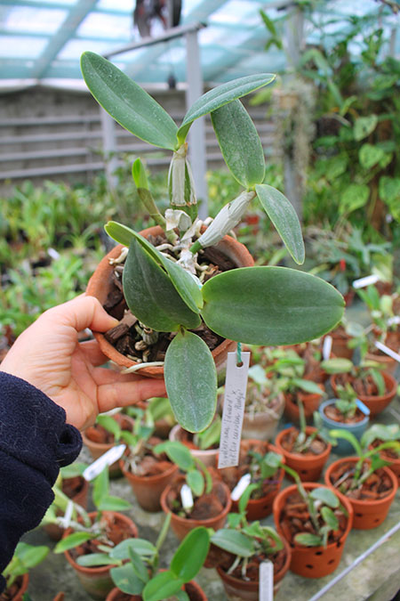 Cattleya nobilior coerulea 'Pledge' x 'Buna Blue'.jpg