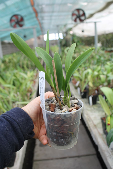 (Dialaeliocattleya Silver Star x Laeliocattleya Angel Heart) 'SVO') x Laelia Finckeniana 'Kennedys' 4N.jpg