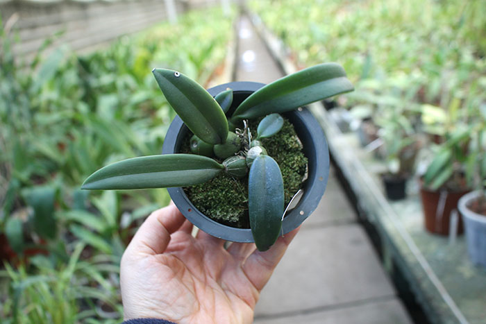 Trias disciflora.jpg