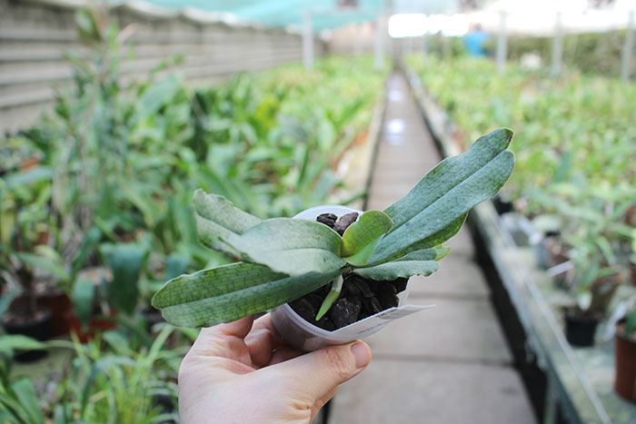 Aerangis somalensis.jpg