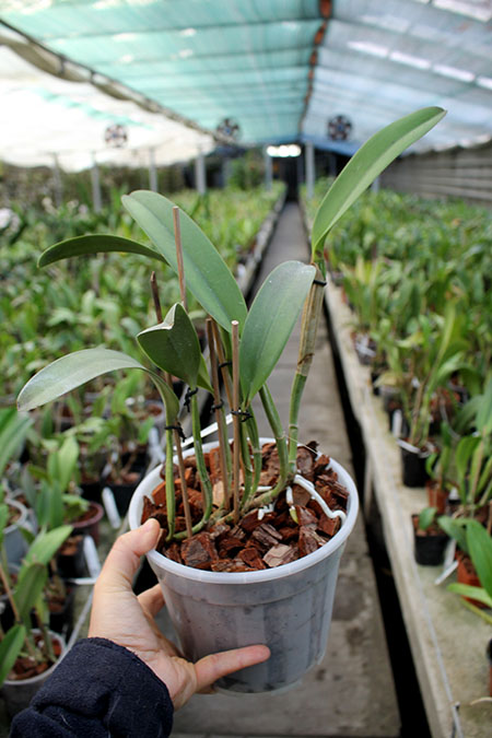 Cattleya lueddemanniana rubra 'Dark Giant' x self.jpg