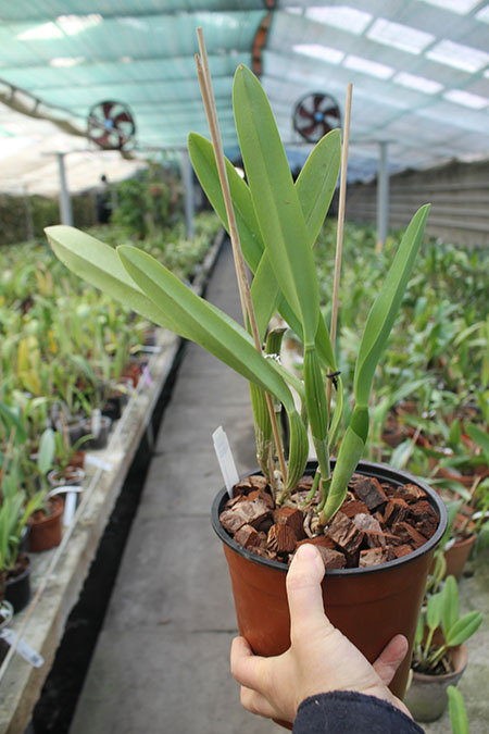 Laelia lobata alba plena.jpg
