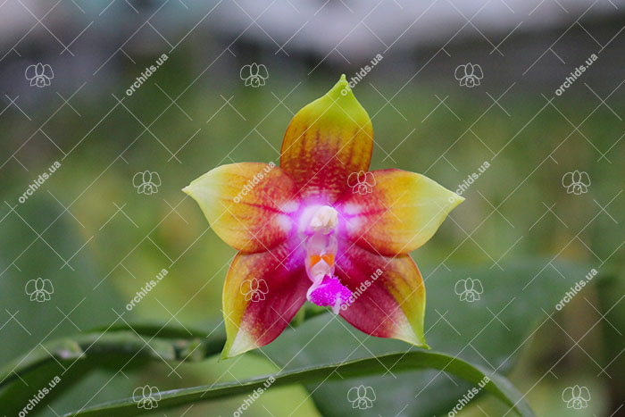 Phalaenopsis Tying Shin Fly Eagle.jpg