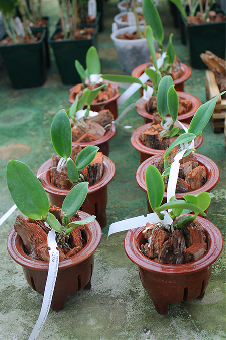 Cattleya walkeriana.jpg