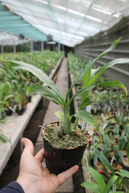 Clowesia Grace Dunn 'Chadds Ford' x Catasetum Orchidglade 'Davie Ranches.jpg