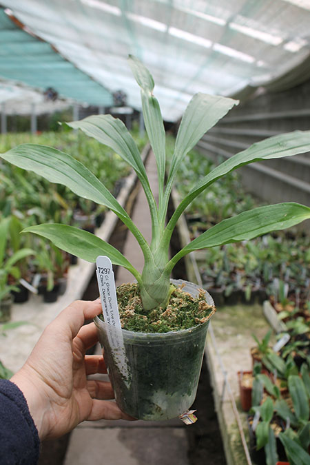 Clowesia Grace Dunn 'Live Oak' x Catasetum Dentigrianum 'SVO Excellent'.jpg
