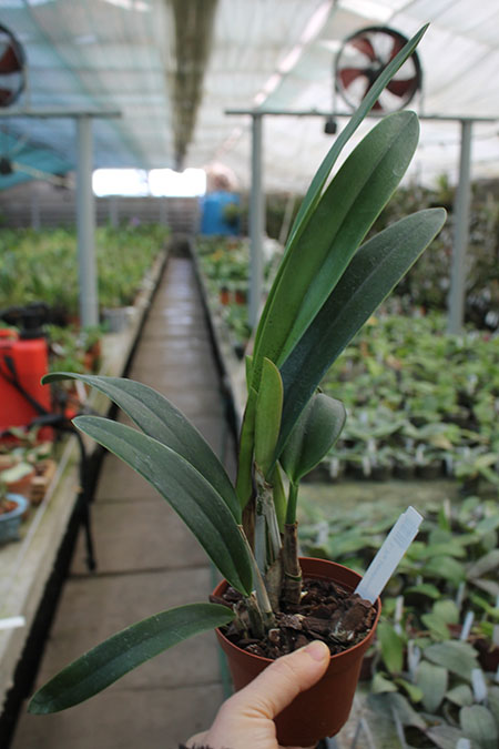 Laelia Zip (tenebrosa x milleri).jpg