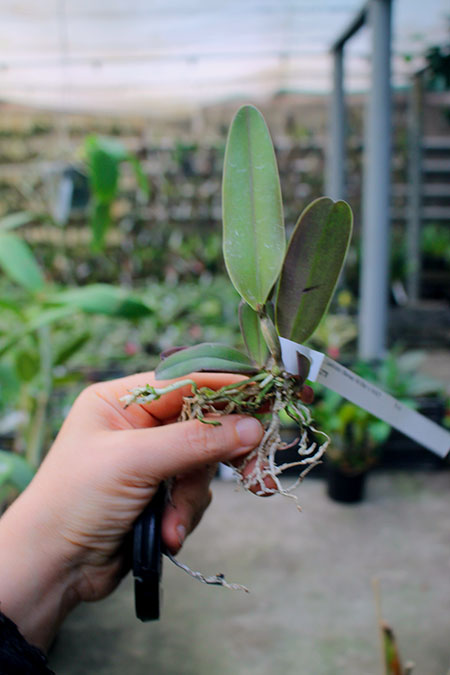 Cattleya quadricolor flamea 'All Star' x quadricolor 'AWZ'.jpg
