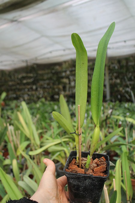 Laelia lobata coerulea 'AM-EC' x SELF.jpg