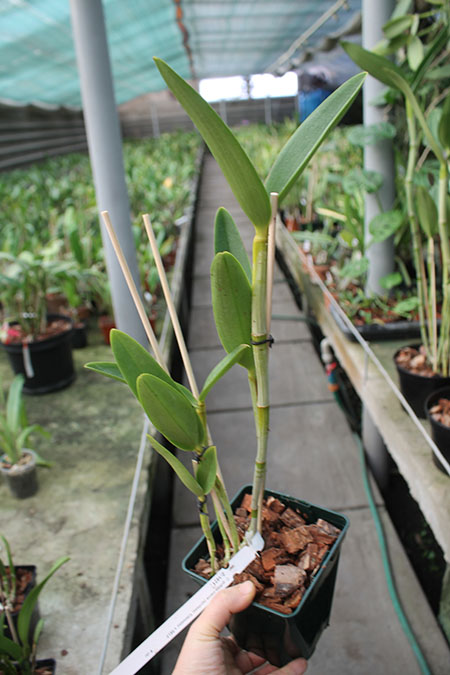 Cattleya guttata creme (sem pintas) 'Edelweiss' x SELF.jpg