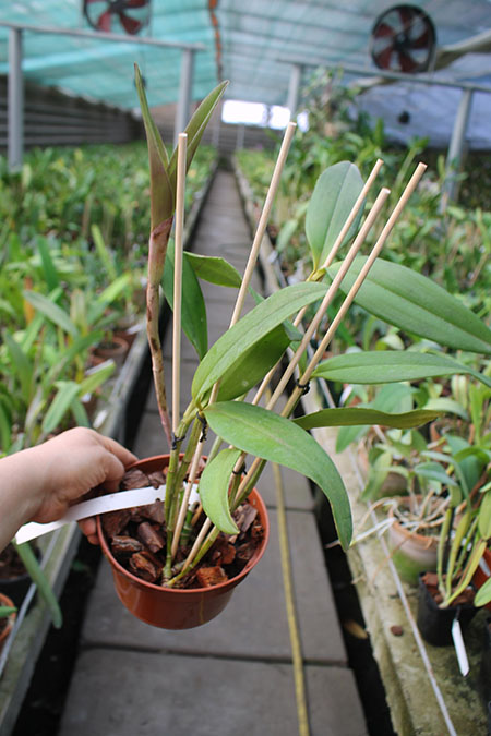 Cattleya schofieldiana 'GU' x Cattleya schofieldiana 'Jubarte'.jpg