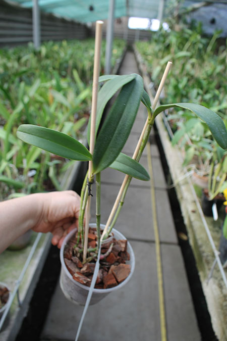 Cattleya schofieldiana 'GU' x Cattleya schofieldiana 'Ano Novo'.jpg