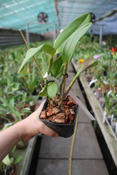 Cattleya forbesi 'Magna' x SELF.jpg