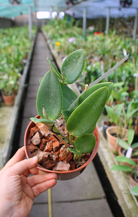 Cattleya loddigesii striata 'Bastiao' x loddigesii punctata escura 'Guaxupe'.jpg