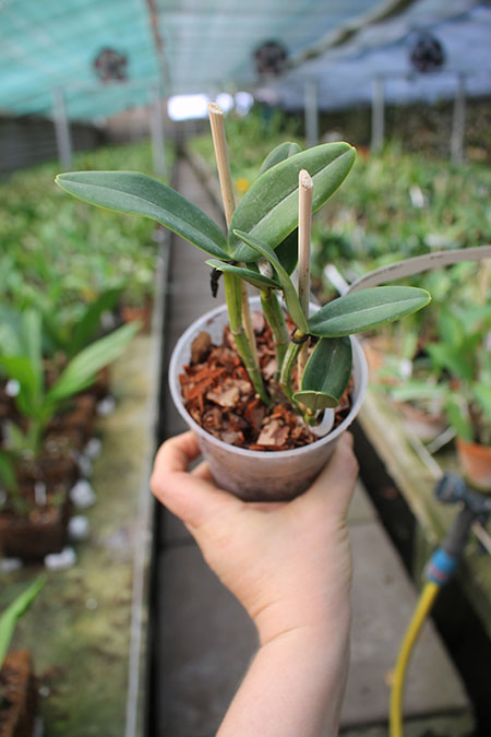 Cattleya loddigesii punctata coerulea x SELF.jpg