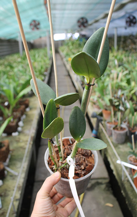 Cattleya harrisoniana caerulescens-perola x SELF.jpg